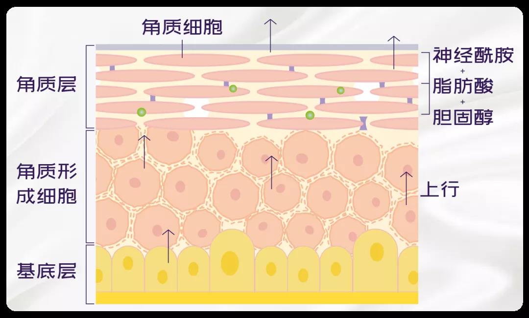 化妝品OEM廠家告訴你日常護膚有必要經(jīng)常去角質(zhì)嗎？