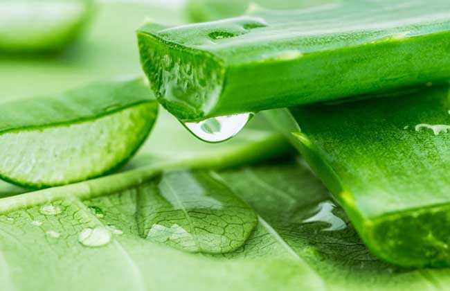 庫拉索蘆薈提取物的護膚功效與作用有哪些？